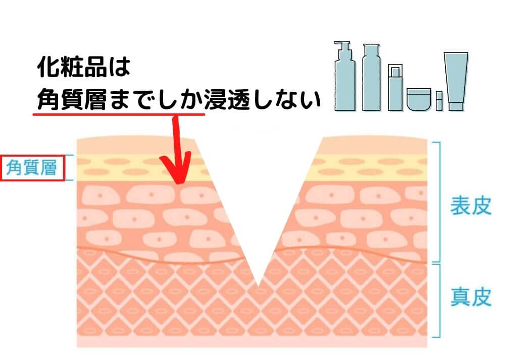 化粧品は角質層までしか浸透しない